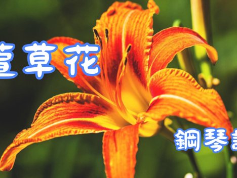 萱草花 – 鋼琴譜